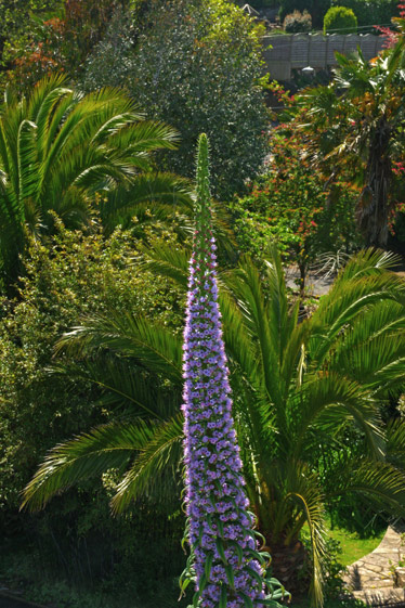 Echium pininana